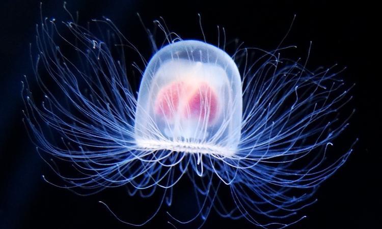 Immortal Jellyfish