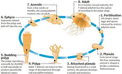 Immortal Jellyfish