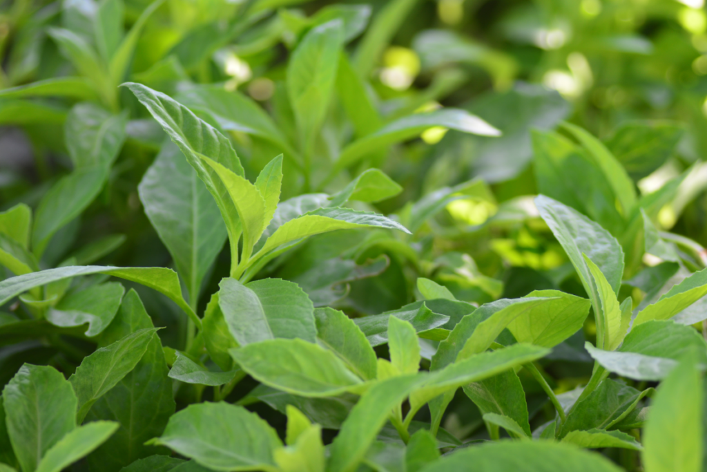 longevity spinach