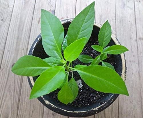 longevity spinach plant